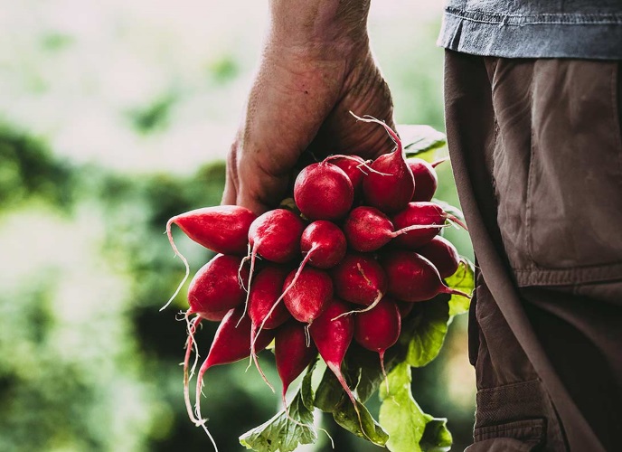 Un fond pour le développement de l'alimentation issue de l'agriculture biologique