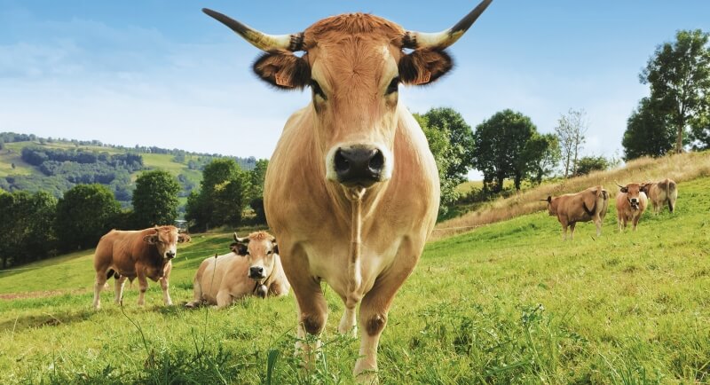 Haute, la vache égérie du salon de l'agriculture 2018